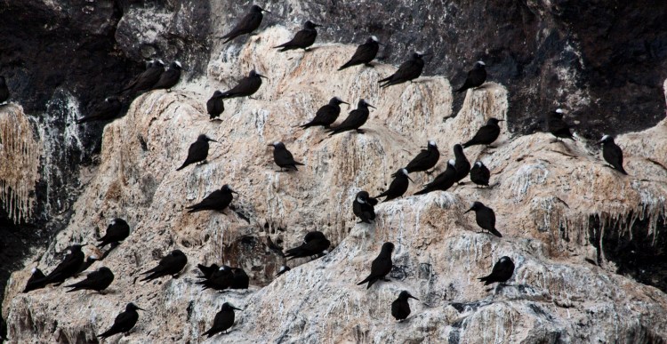 Black Noddies atop of years of Guano accumulation!