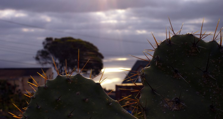 Another view of our front "garden". The weather has not been inductive to good sunsets, but I know when we get a clear night this will be incredible.