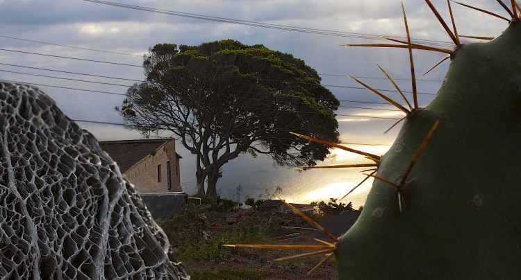 This is not superimposed.  The image is taken through two lobes of the same cacti. One which has died revealing its intricate network of capillaries which help to store masses of water. 