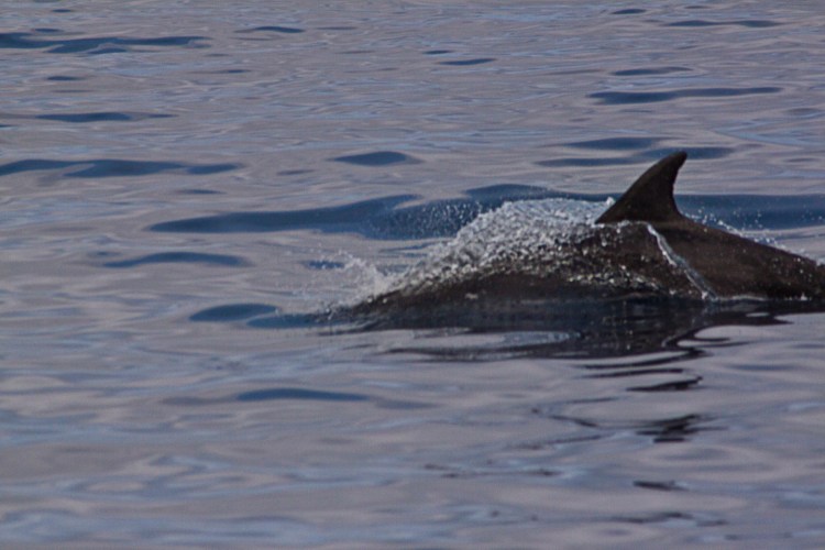 A Bottlenose dolphin who broke the surface just yards from us.