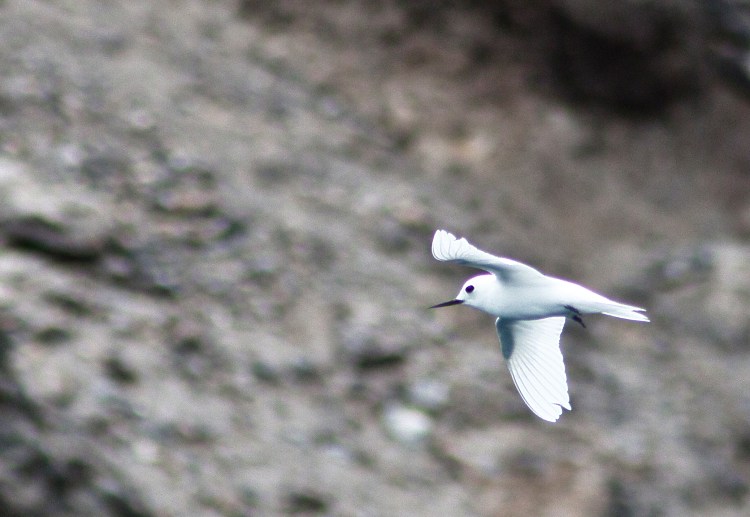 Simply Stunning, Pure White Fairy Tern. 