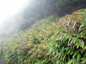 Huge areas of what should be native forests have been overrun with Giner root. Clearing this is hard work with huge roots to dig out of steep hillsides.