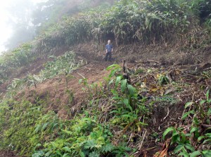 Oliver in an area of cleared Ginger Root