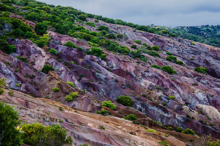 Banks Valley St Helena 