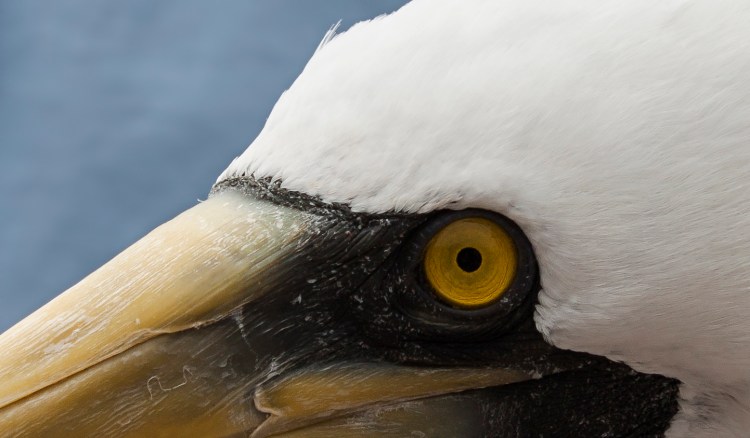 I love the piecing eyes of the Masked Booby. Perfectly designed fro predators.