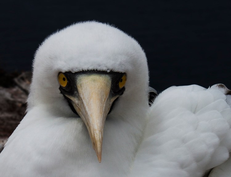 Masked Booby St Helena
