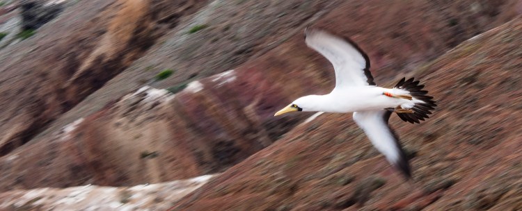 They fly so fast, capturing one in flight was difficult. I think a dedicated trip may be needed at some point.