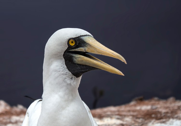 Birds cant sweat, so to cool down they pant rapidly.