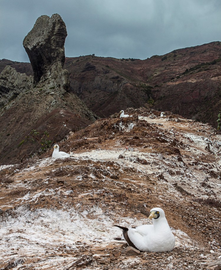 The ridge in the shadow of Lots Wife lined with Masked Booby nests