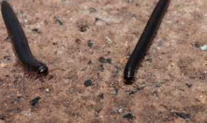 These little millipedes are evrywhere, they exist in their millions in half tree hollow.