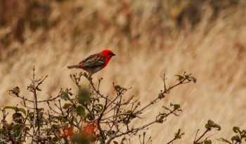 Difficult to photograph as they never linger more than a second the stunning Cardinal flashes red around our house.
