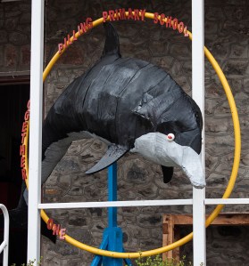 Dolphin St Helena Pilling Harvest Fesival