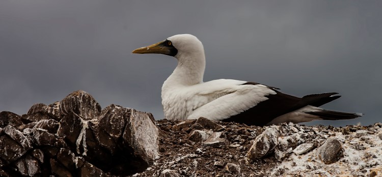 Our first sight of a Masked Booby on her nest.