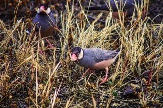 Java Sparrows form flocks of around 40 flitting from one feeding post tot he next.