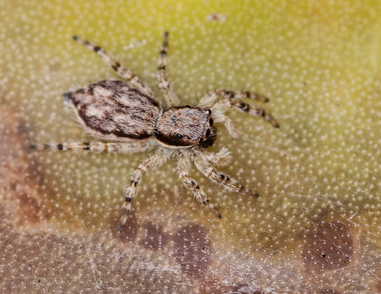  (Menemerus bivittatus) one of many jumping spiders on the island and in our house keeping the fly numbers in check.