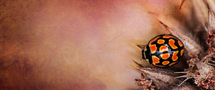 Ladybird Texture