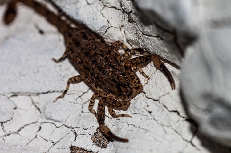 Tiny Brown Scorpion, sting is equivalent to a bee sting.