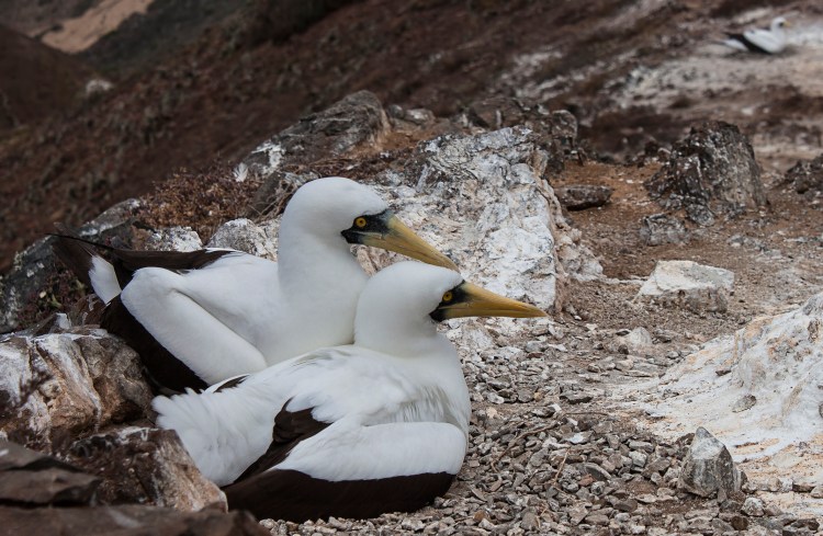 An apparently unusual sight to see both parents at the nest.