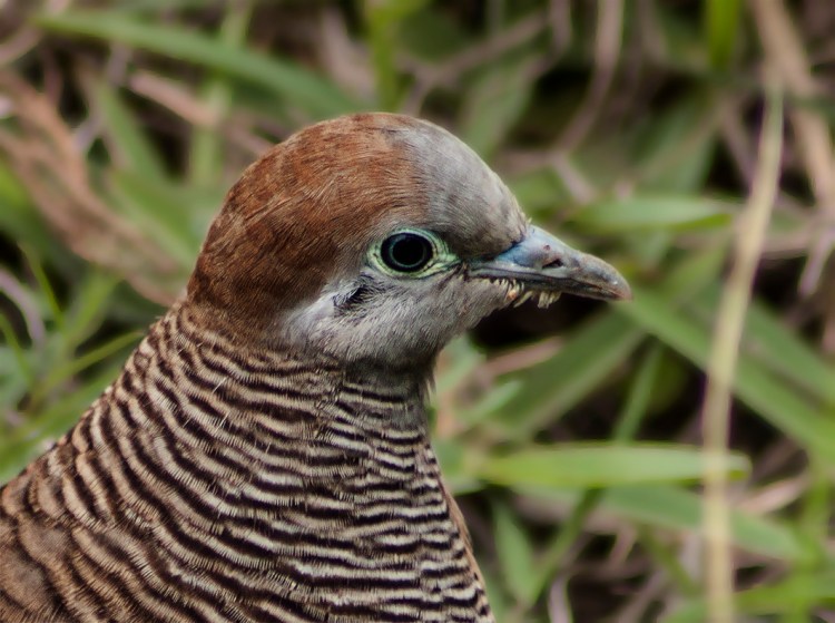 One of my favourites. This lovely small dove sits motionless in the middle of roads hoping the mechanical predators will not stop them Im forever having to stop the car to save running them over!