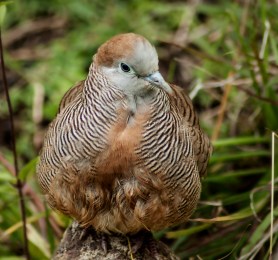 A sodden Peaceful Dove waits for the rain to stop to dry out.