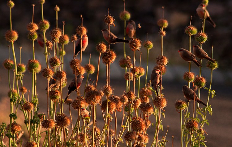Wax Bills in the sunset