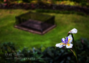Cape Iris Napoleon's Grave