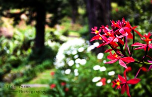 Crucifix Orchid (Epidendrum ibaguense)