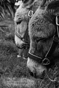 Donkey Sanctuary St Helena