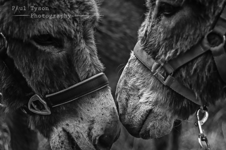 Wonderfully gentle animals. 