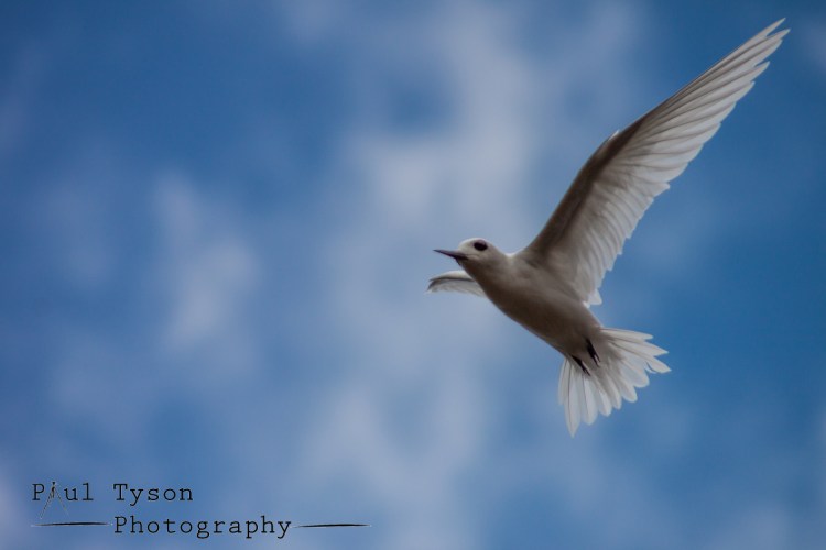 Fairy Tern St Helena