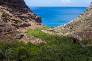 Wild Mongoes follow the line of the stream. Thick, interwoven branches and spider webs make this feel like a jungle.