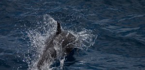 Rough Toothed Dolphin breaking the waves at the bow of the boat