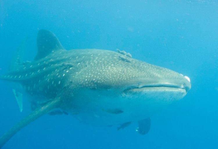 10931394_10155046439195247_3345084037977551717_n