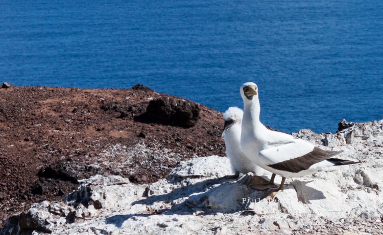 Masked Booby and chick, 