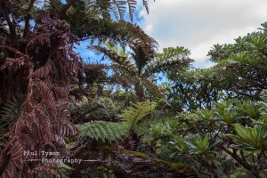 Tree Ferns and Black Cabbage Trees