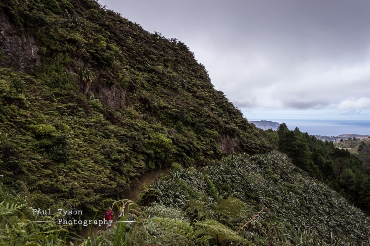 The path clearly shows the area of rich restored habitat above, and the flax below the path.